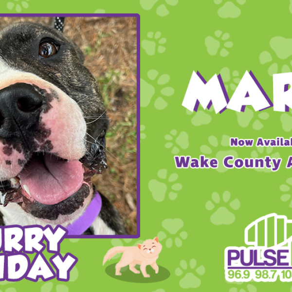Furry Friday: Meet Marcy!