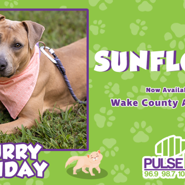 Furry Friday: Meet Sunflower!