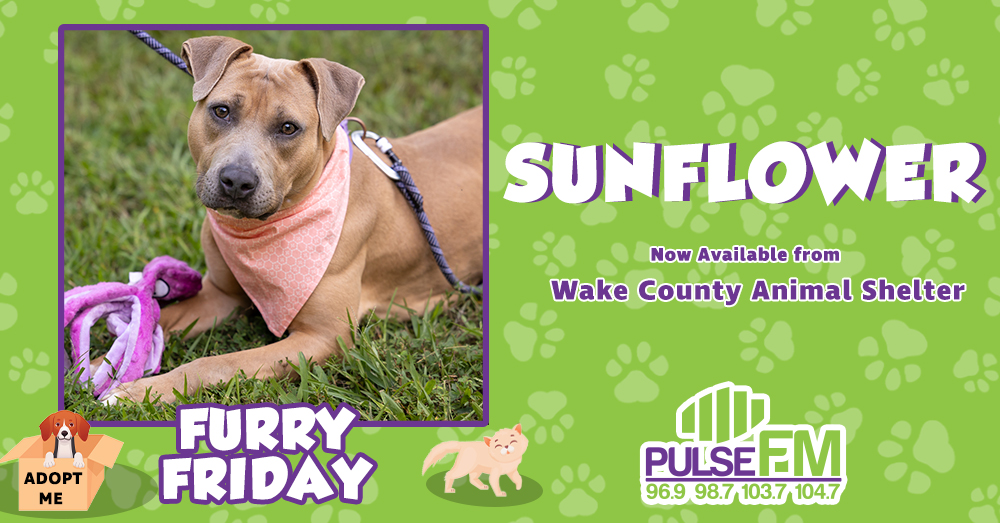 Furry Friday: Meet Sunflower!