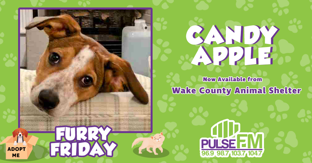 Furry Friday:  Meet Candy Apple!