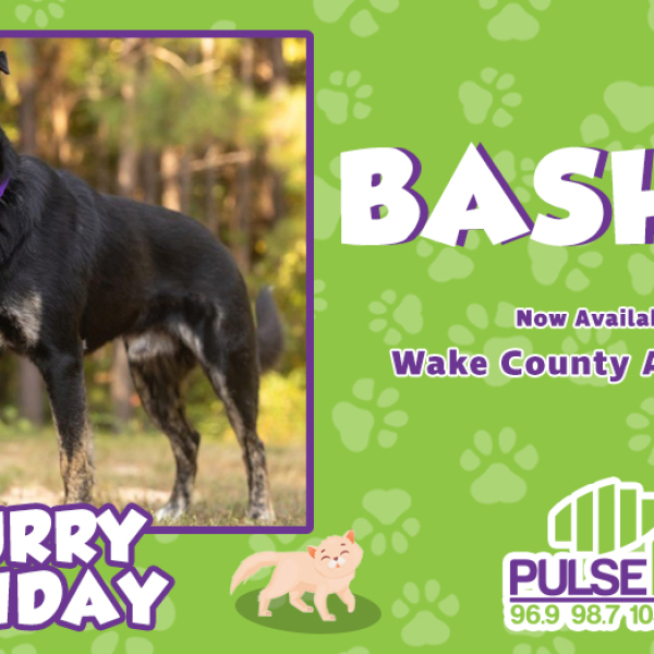 Furry Friday:  Meet Bashful!