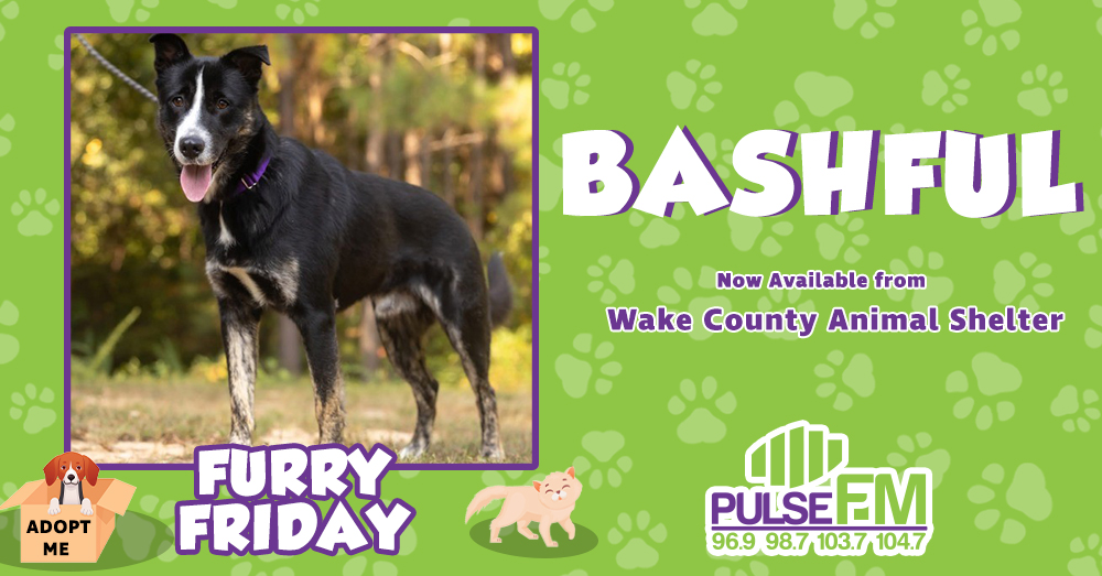 Furry Friday:  Meet Bashful!