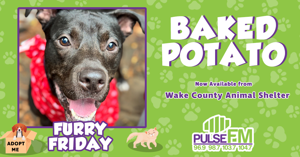 Furry Friday: Meet Baked Potato!