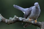 Birders going ‘cuckoo’ after unexpected sighting in New York City area