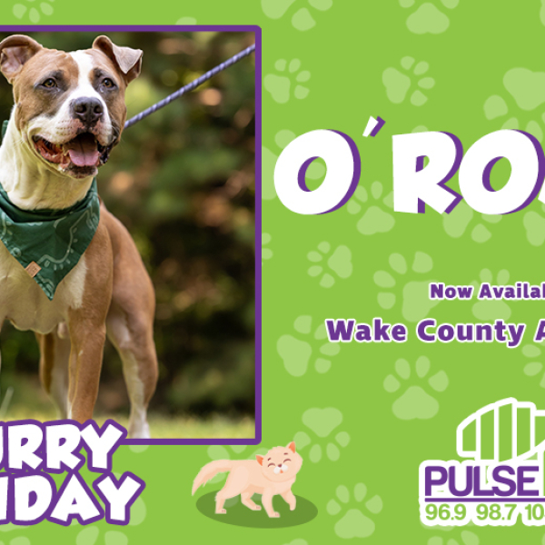 Furry Friday:  Meet O’Romeo!