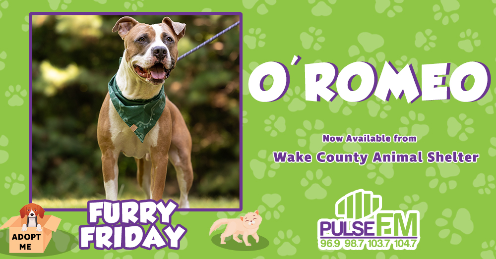Furry Friday:  Meet O’Romeo!