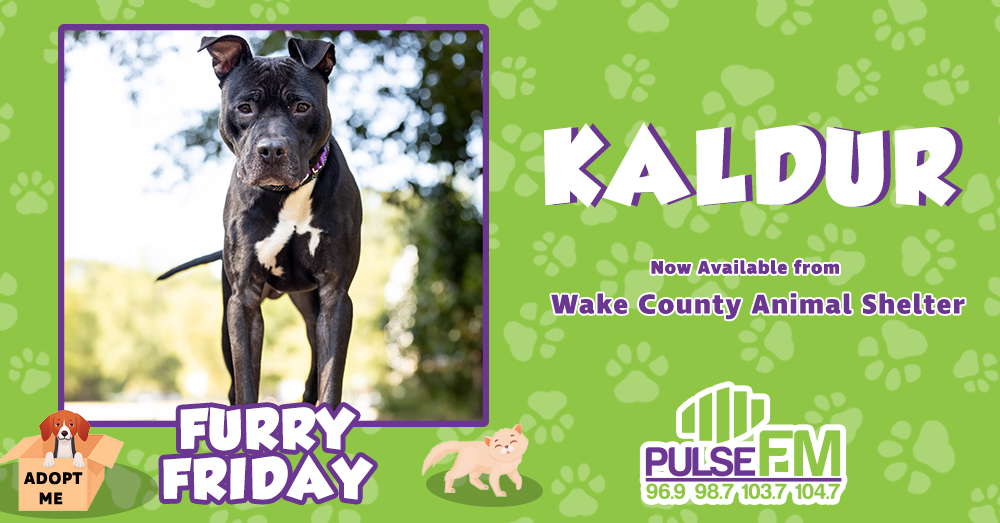 Furry Friday:  Meet Kaldur!
