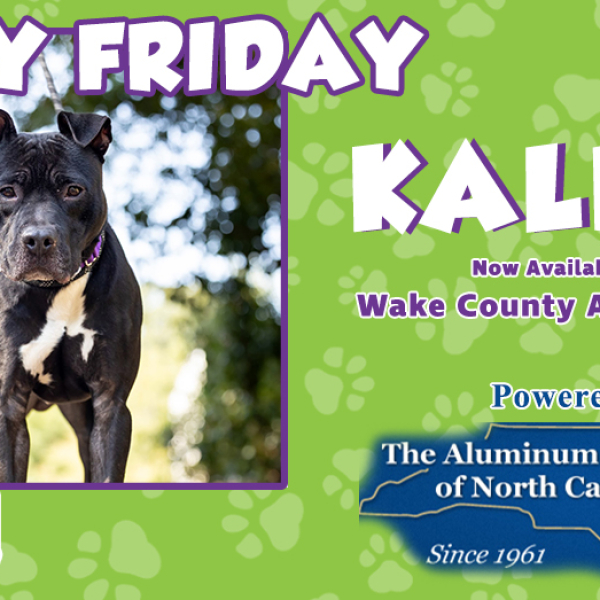 Furry Friday:  Meet Kaldur!