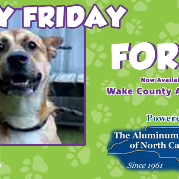 Furry Friday:  Meet Forest!