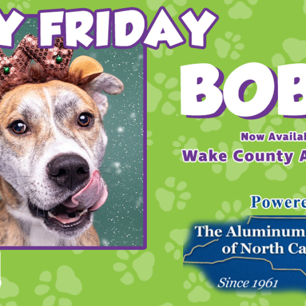 Furry Friday: Meet Bobby!