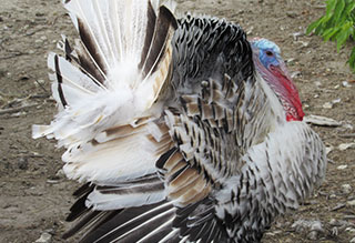 Find A Local Farm Raised Turkey for Thanksgiving