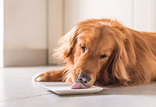 Top Ten Tips for Feeding Pets Thanksgiving Leftovers