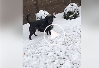 Watch: Kitty Kinnin’s Dog Playing in the Snow