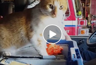 Watch: Firehouse Kitty
