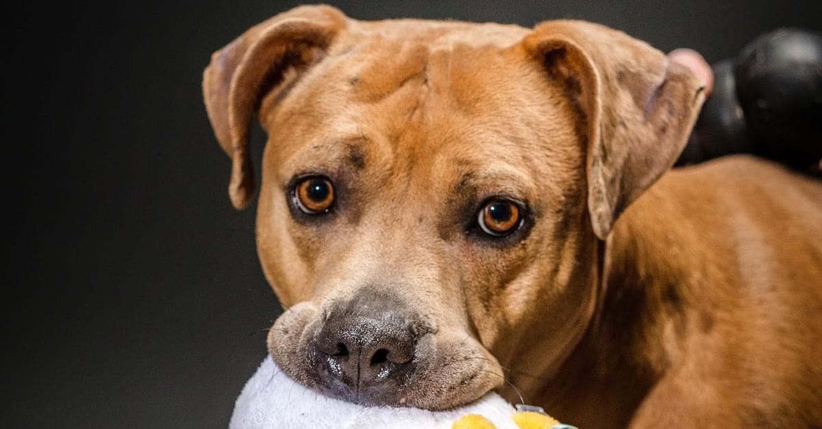 Wet Nose Wednesday: Rena