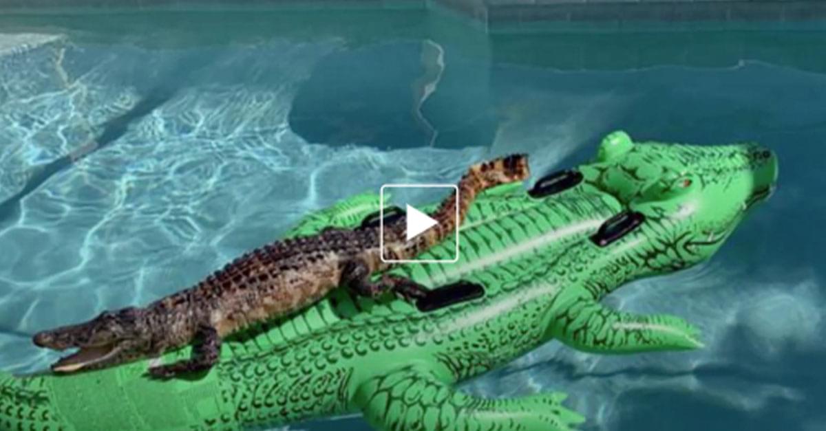 Alligator found Floating on inflatable Alligator in pool