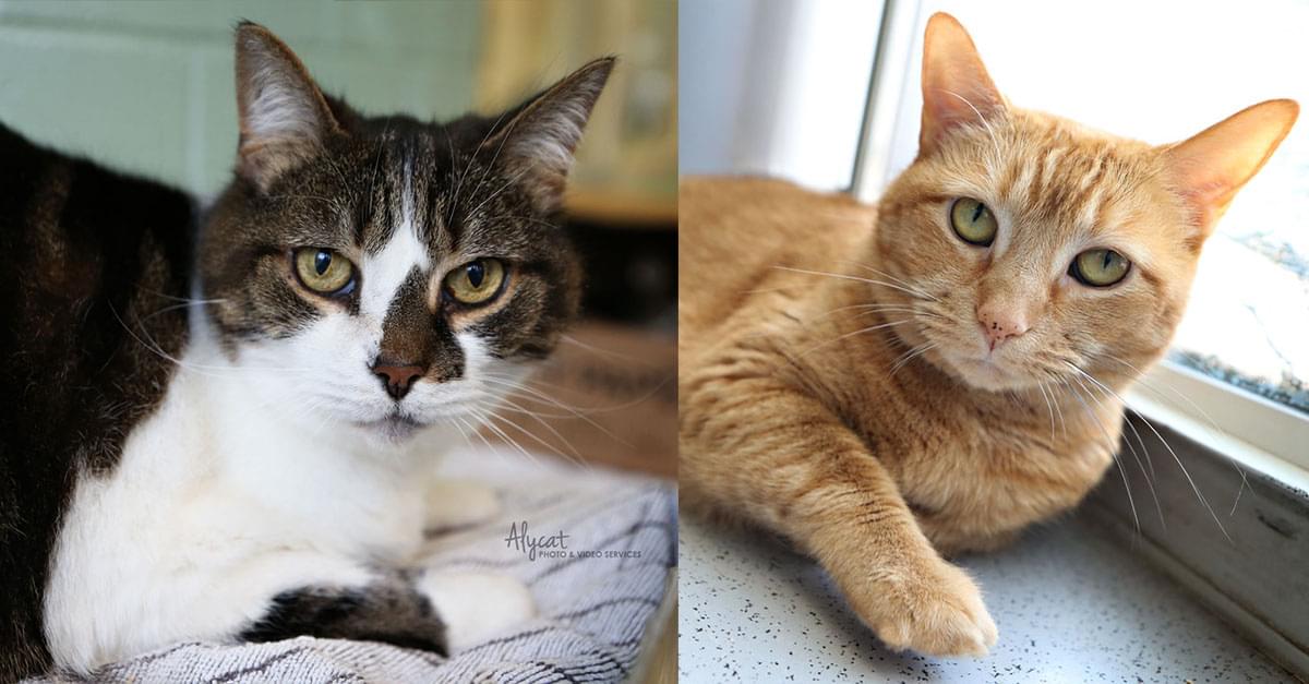 Wet Nose Wednesday: Gracie and Ginger