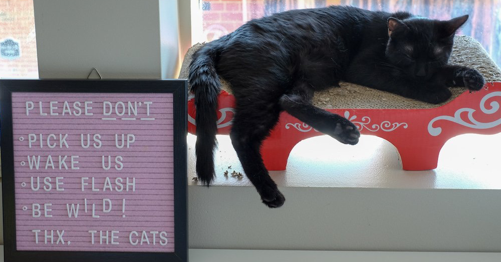 Raleigh opens first cat cafe!