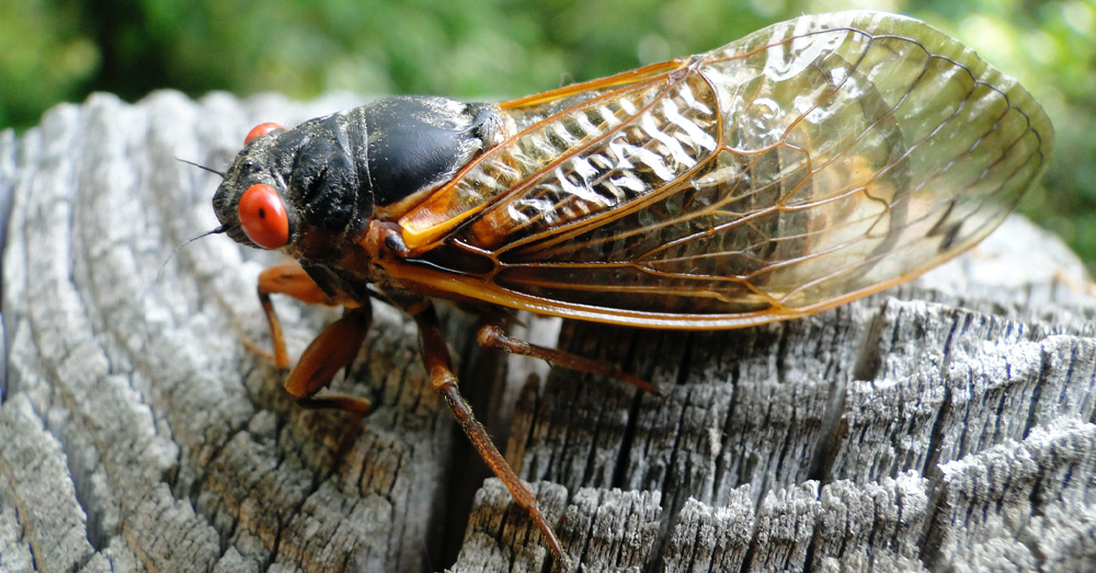 An Expected Summer Swarm of Cicadas This Summer?