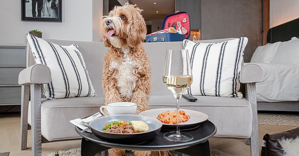 Hilton unveils new dog menu across 32 of its hotels