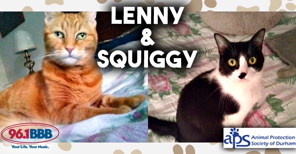 Wet Nose Wednesday: Lenny and Squiggy
