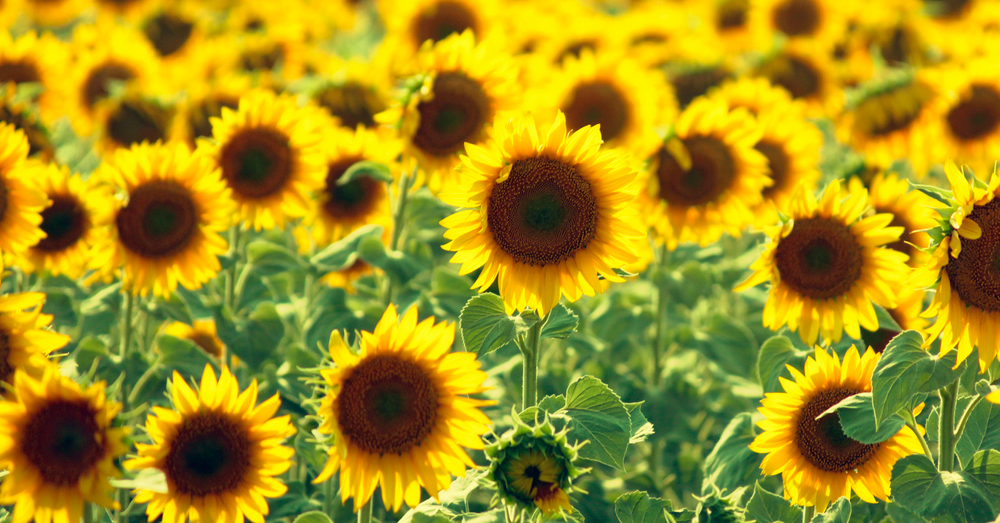 3 sunflower fields are opening to the public this year in Raleigh