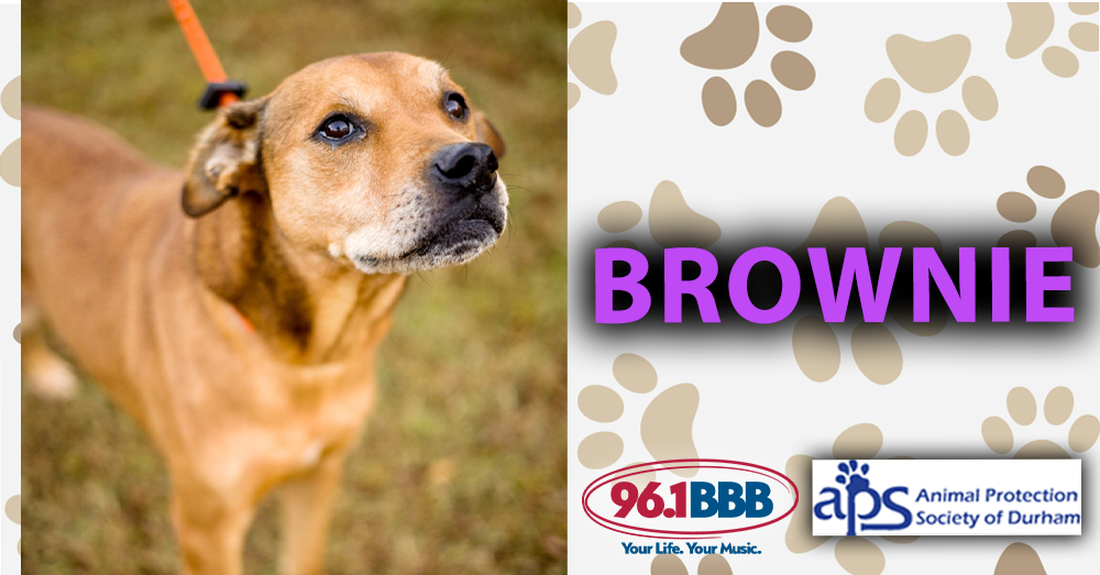 Wet Nose Wednesday: Brownie