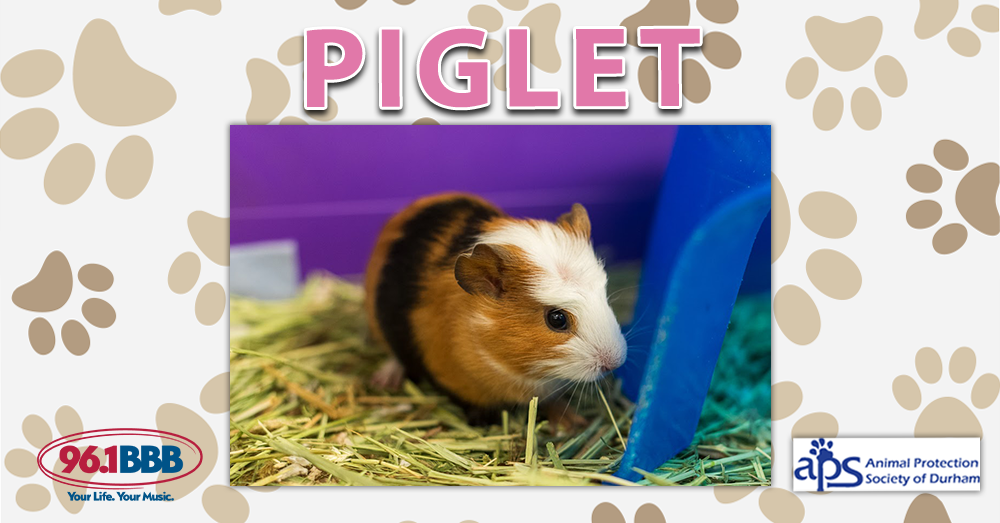 Wet Nose Wednesday: Piglet