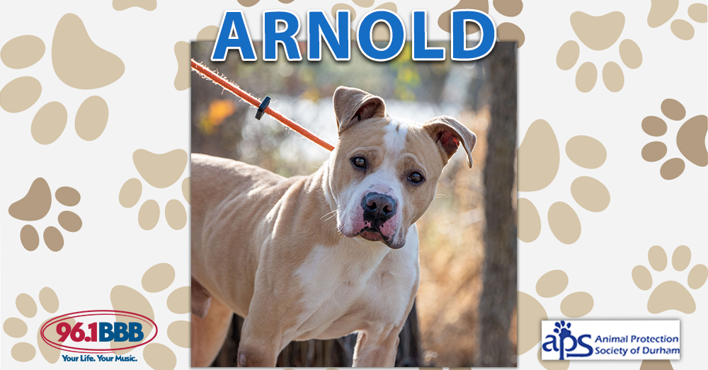 Wet Nose Wednesday: Arnold