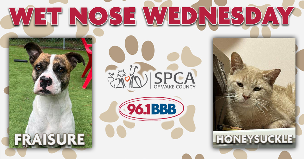 Wet Nose Wednesday: Meet Fraisure and Honeysuckle!