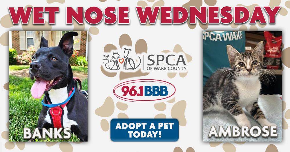 Wet Nose Wednesday: Meet Banks and Ambrose!