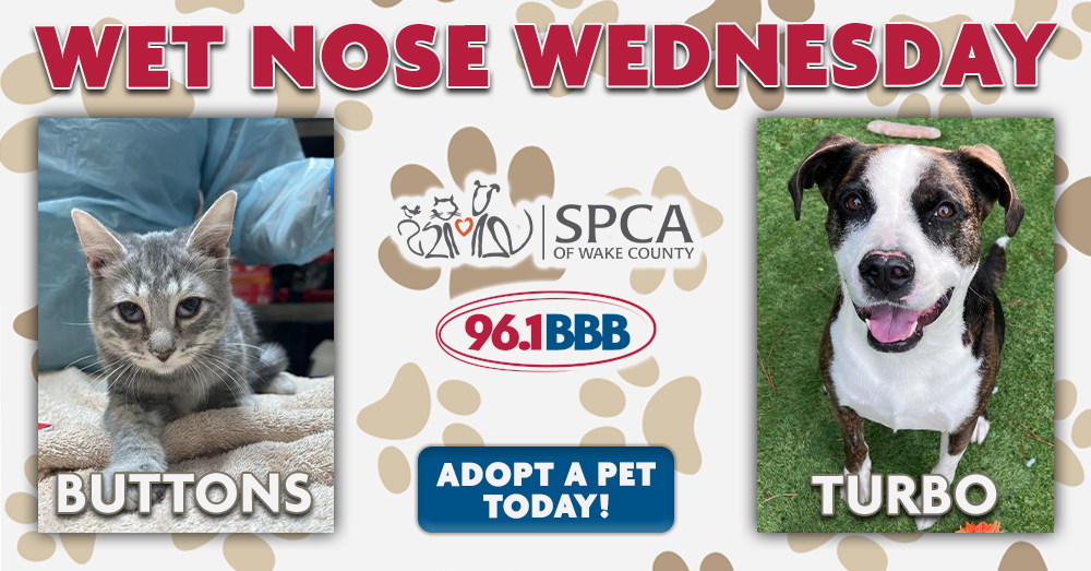 Wet Nose Wednesday: Meet Buttons and Turbo!