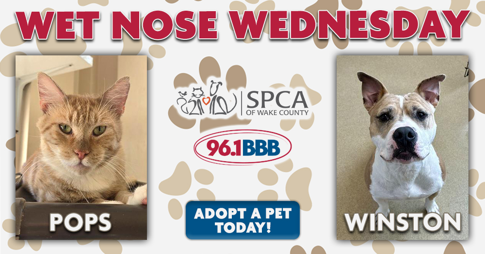 Wet Nose Wednesday: Meet Pops and Winston!