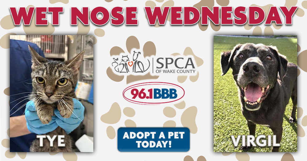 Wet Nose Wednesday: Meet Tye and Virgil!