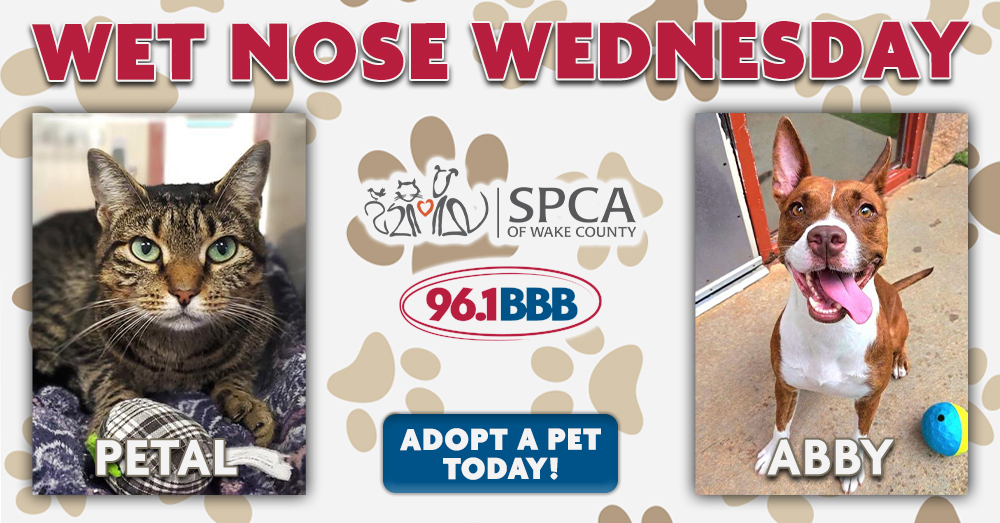 Wet Nose Wednesday: Meet Petal and Abby!