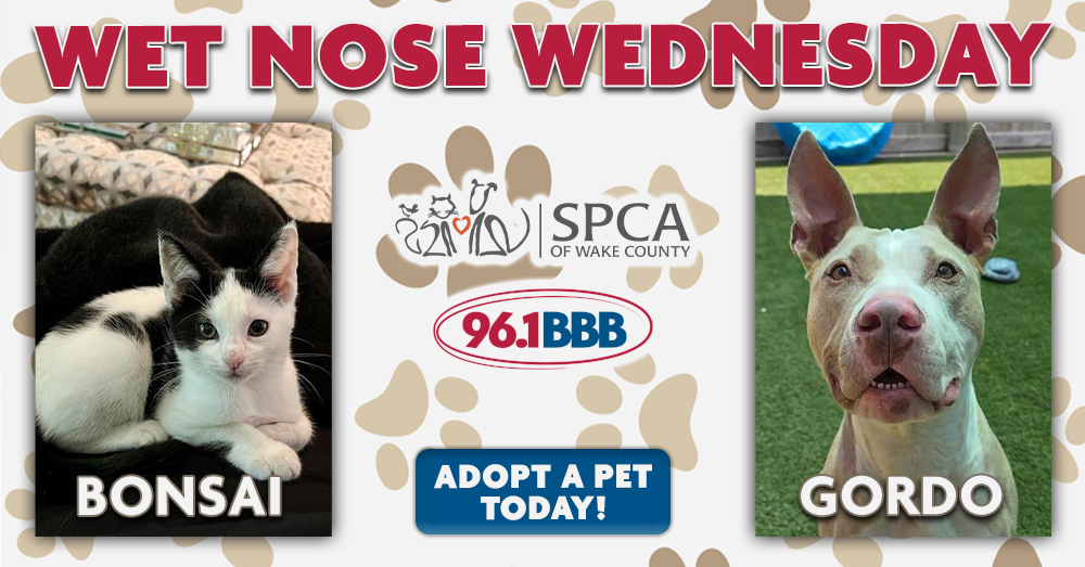 Wet Nose Wednesday: Meet Bonsai and Gordo!