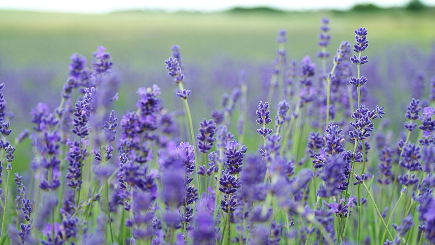 June Bloom Lavender Festival
