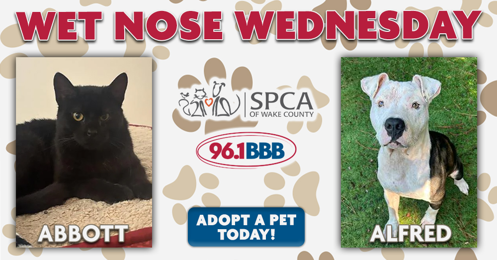Wet Nose Wednesday: Meet Abbott and Alfred! Wet Nose Wednesday: Meet Abbott and Alfred!