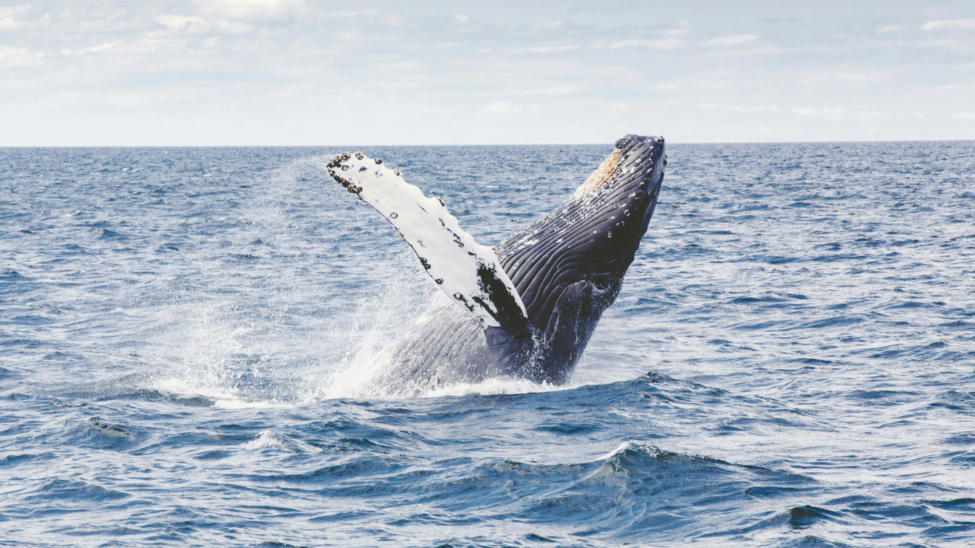 Blue Whales Lecture Series