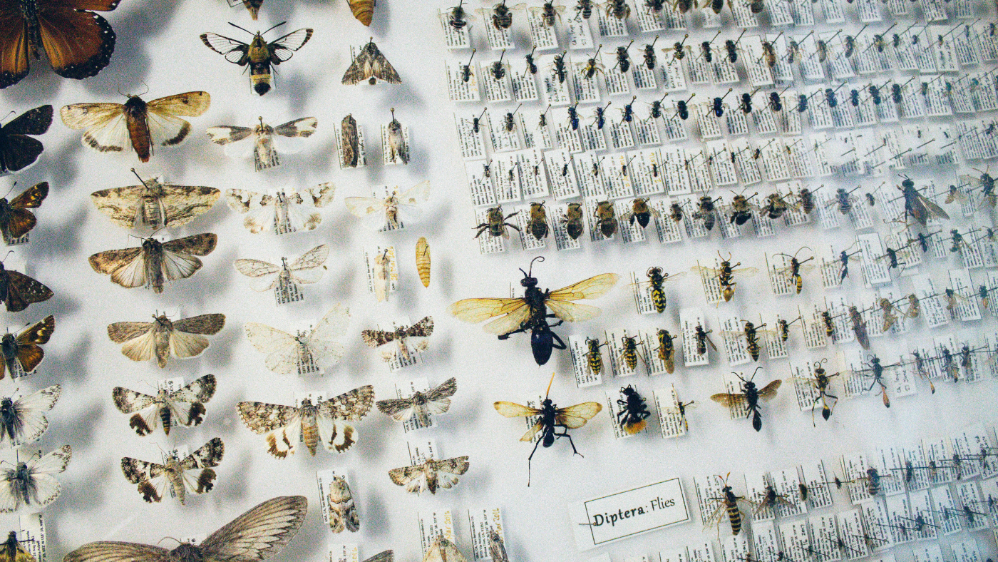 BugFest
