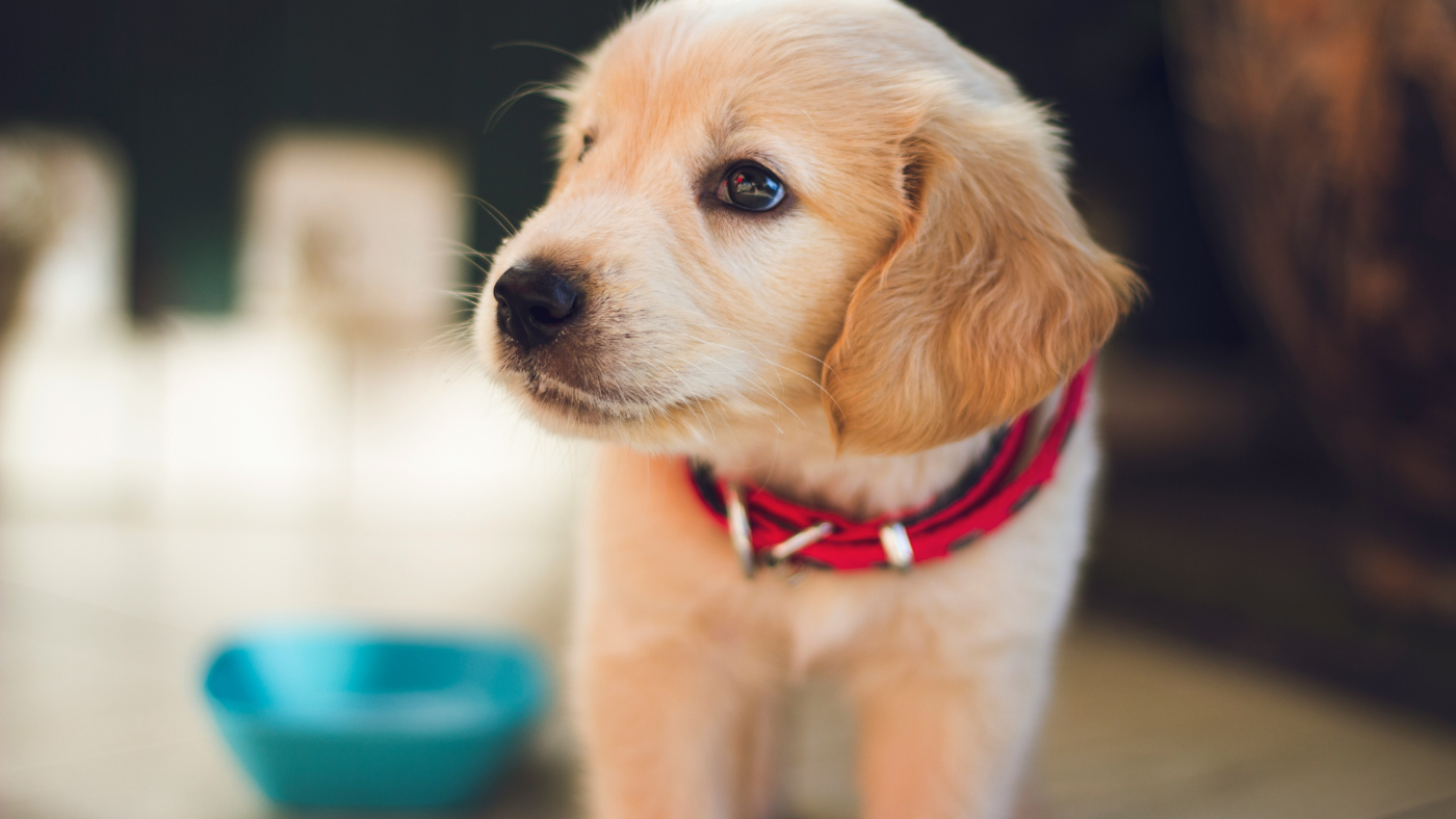 Holly Springs Canine-Con