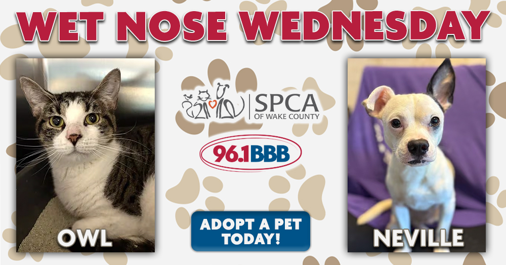 Wet Nose Wednesday: Meet Owl and Neville!