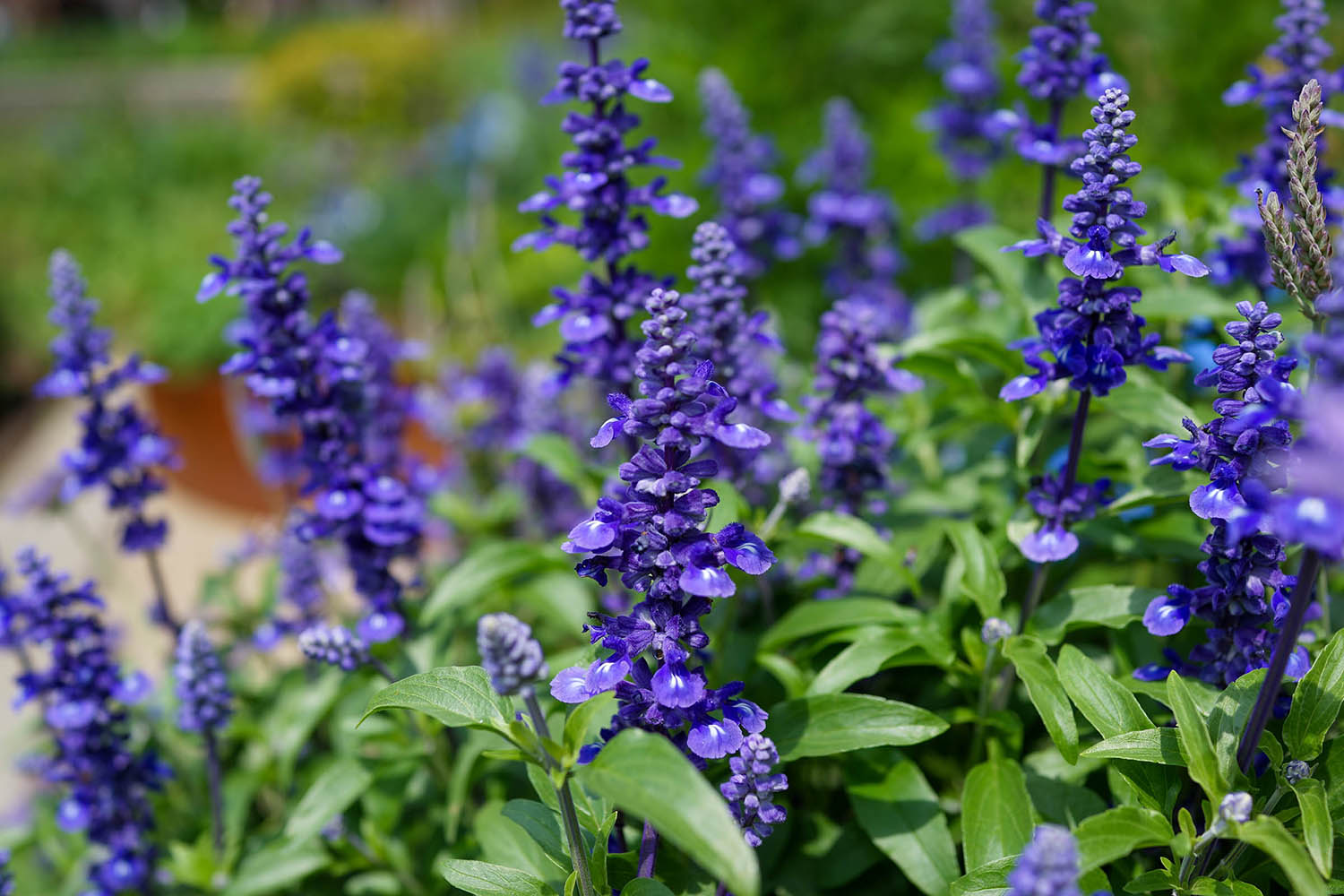 Salvia: A colorful, hardy favorite for Carolina gardens