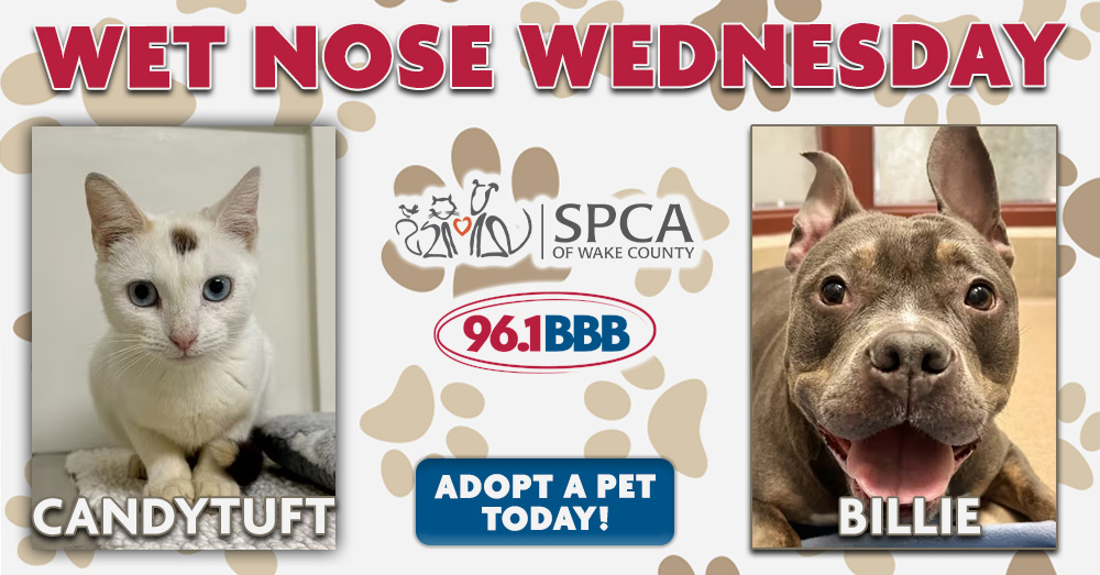 Wet Nose Wednesday: Meet Candytuft and Billie!