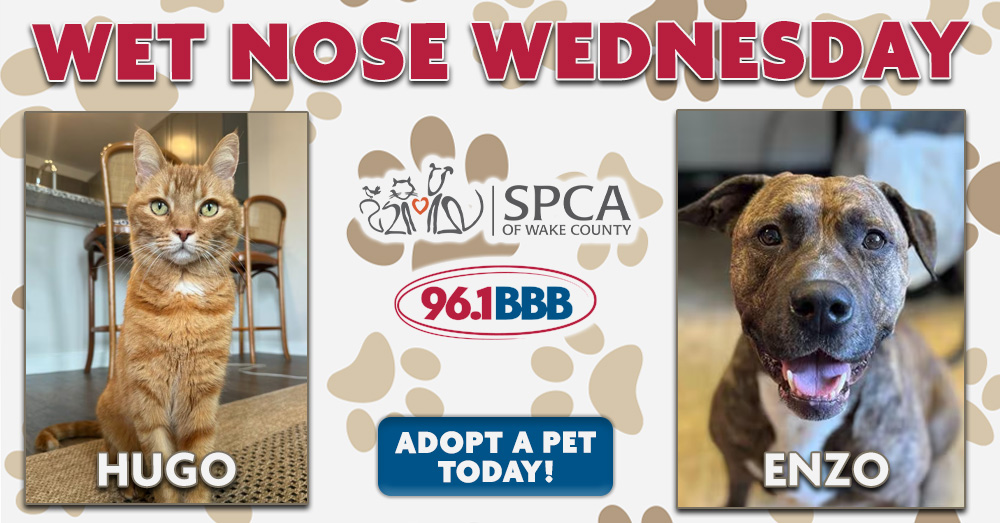 Wet Nose Wednesday: Meet Hugo and Enzo!