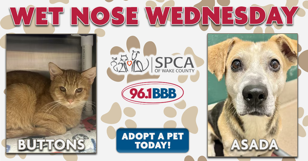 Wet Nose Wednesday: Meet Buttons and Asada!