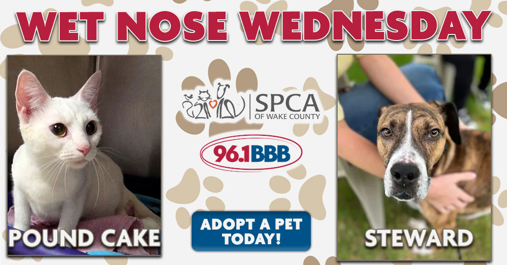 Wet Nose Wednesday: Meet Pound Cake and Steward!