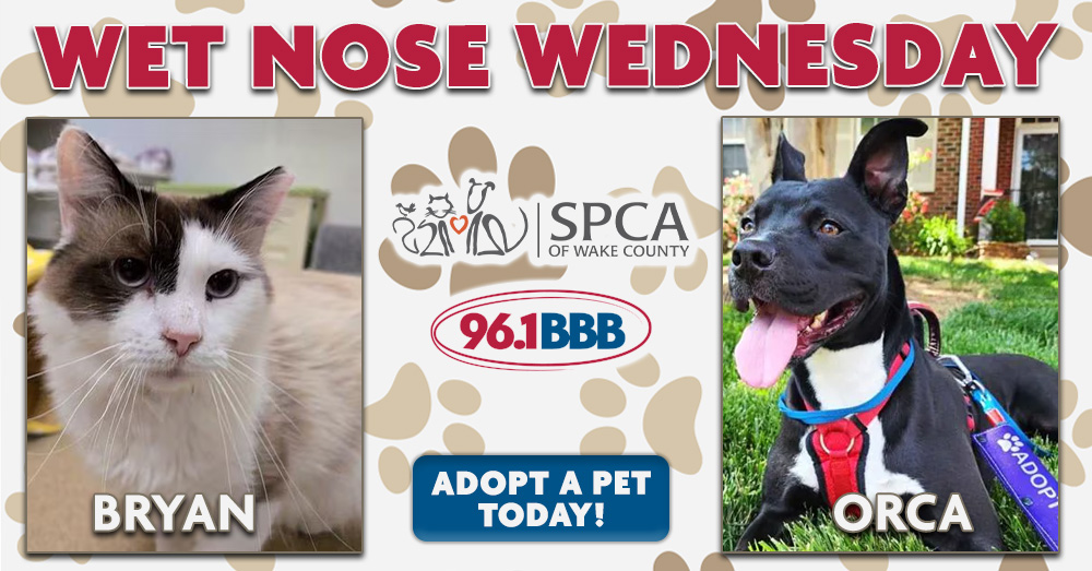 Wet Nose Wednesday: Meet Bryan and Orca!