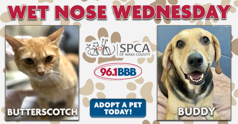 Wet Nose Wednesday: Meet Butterscotch and Buddy!
