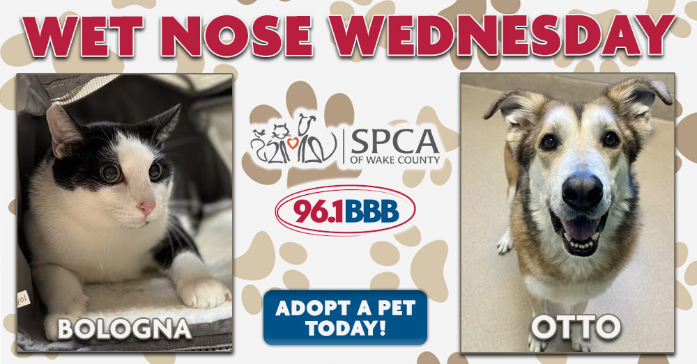 Wet Nose Wednesday: Meet Bologna and Otto!